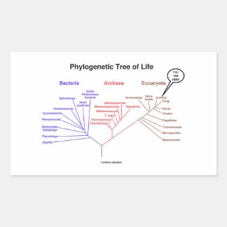 Pegatina Rectangular Aquí Está El Árbol Filogenético De La Vida (Biolog