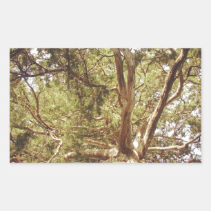 Pegatina Rectangular Árbol