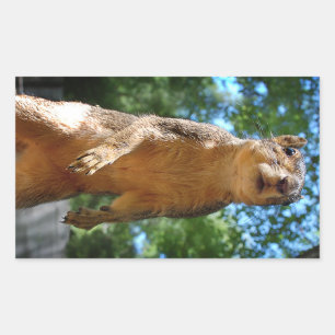 Pegatina Rectangular Ardilla erguida