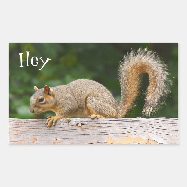 Pegatina Rectangular Ardilla sobre Pegatinas de vallas (Anverso)