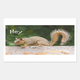 Pegatina Rectangular Ardilla sobre Pegatinas de vallas