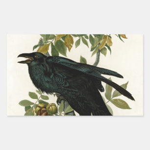 Pegatina Rectangular Arte clásico Audubon Raven