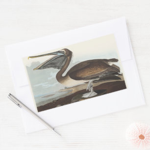Pegatina Rectangular Arte de Ave Costera Vintage Audubon Pelícano Pardo