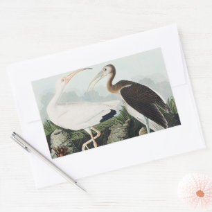 Pegatina Rectangular Arte de Naturaleza de Pájaros Ibis Blanco Vintage
