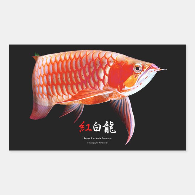 Pegatina Rectangular Asian Arowana の優良製品 (Anverso)
