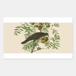 Pegatina Rectangular Audubon American Crow Black Bird