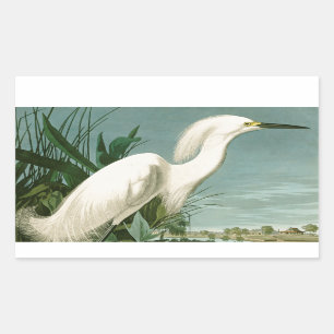 Pegatina Rectangular Audubon Snowy Heron White Egret Bird Birding
