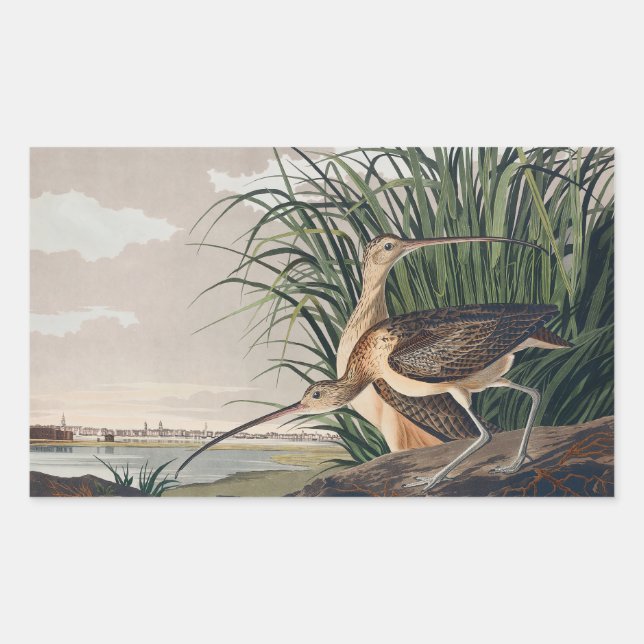 Pegatina Rectangular Ave Audubon (Anverso)
