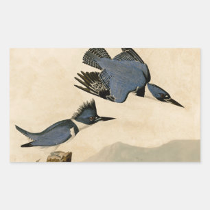 Pegatina Rectangular Ave salvaje Audubon Belt Kingfisher