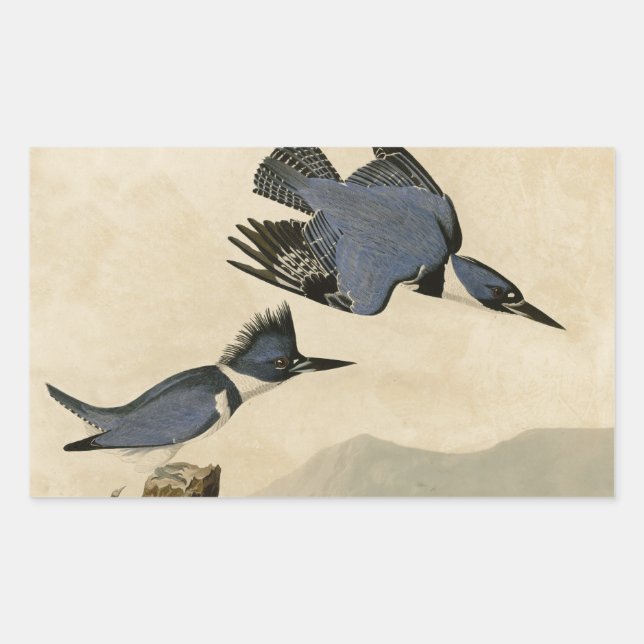 Pegatina Rectangular Ave salvaje Audubon Belt Kingfisher (Anverso)