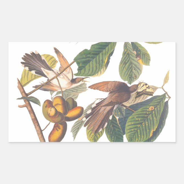 Pegatina Rectangular Aves de Cuco de Audubon con la cola amarilla en un (Anverso)