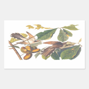 Pegatina Rectangular Aves de Cuco de Audubon con la cola amarilla en un