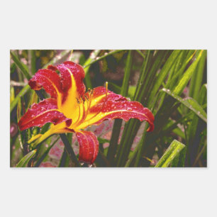 Pegatina Rectangular Ayer Lily Después De La Lluvia