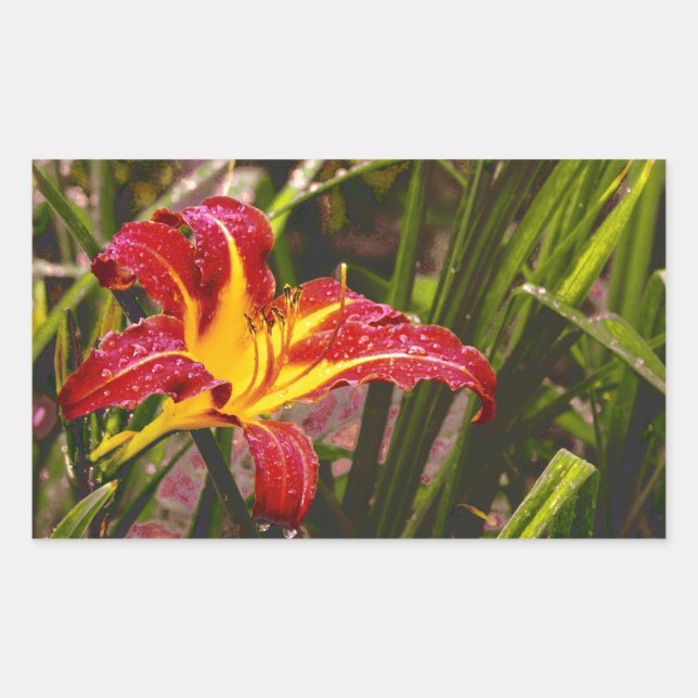 Pegatina Rectangular Ayer Lily Después De La Lluvia (Anverso)