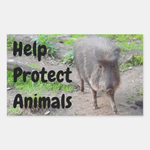 Pegatina Rectangular Ayudar a proteger a los animales Chacoan Peccary #