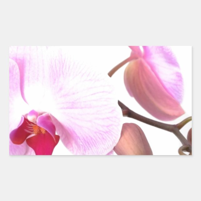 Pegatina Rectangular Aziza Orchid Blossoms (Anverso)