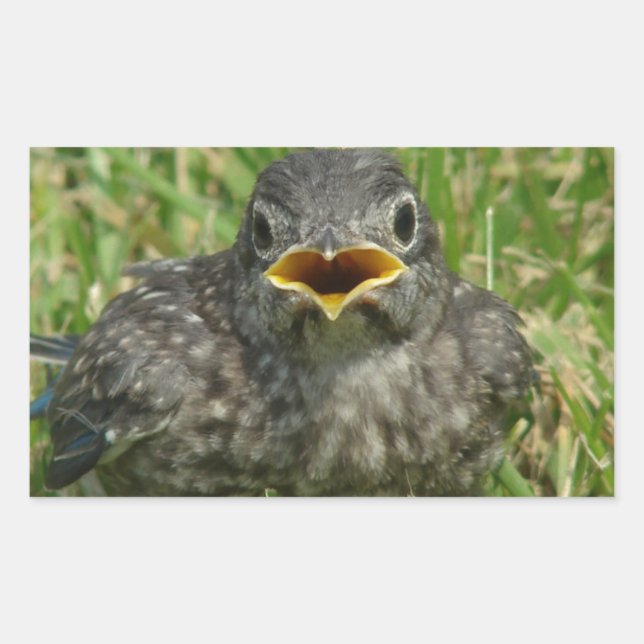 Pegatina Rectangular Baby Bluebird (Anverso)