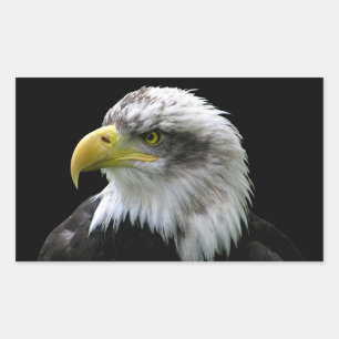 Pegatina Rectangular Bald Eagle