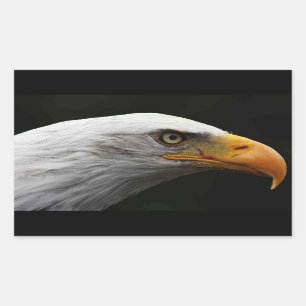 Pegatina Rectangular Bald Eagle stcn