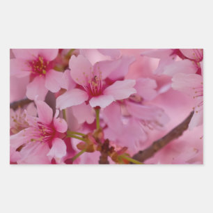 Pegatina Rectangular Bañado en flores de cerezo japonesas rosadas
