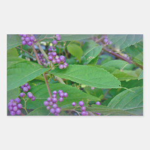Pegatina Rectangular Beautyberry estadounidense (Callicarpa americana)