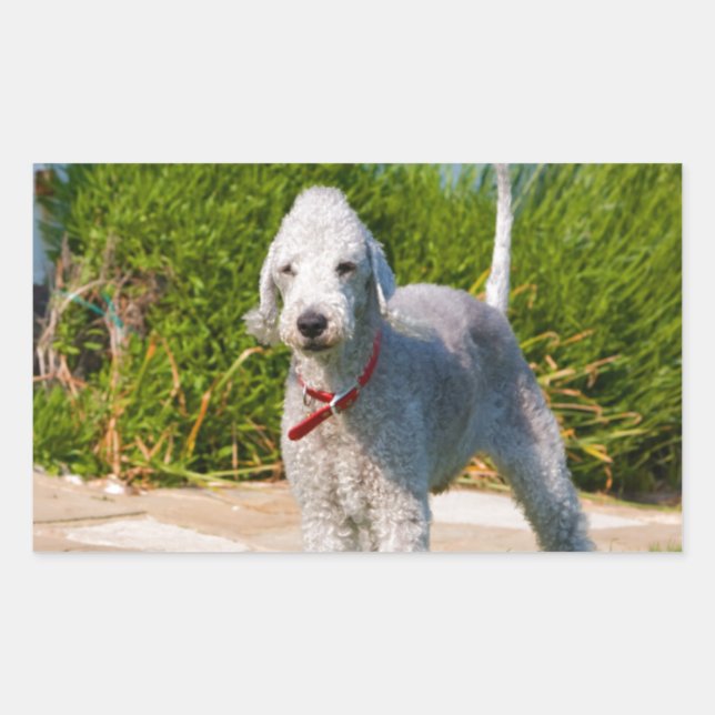 Pegatina Rectangular bedlington-terrier-full.png (Anverso)