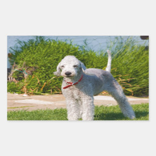 Pegatina Rectangular bedlington-terrier-full.png
