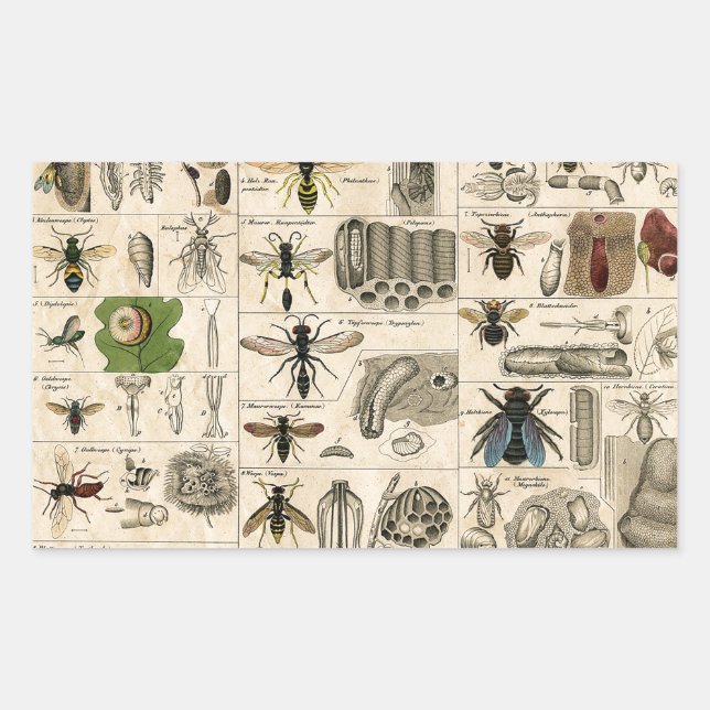Pegatina Rectangular Bee Insect Bug Wasp Naturaleza Abejas Pintura (Anverso)