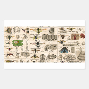 Pegatina Rectangular Bee Insect Bug Wasp Naturaleza Abejas Pintura