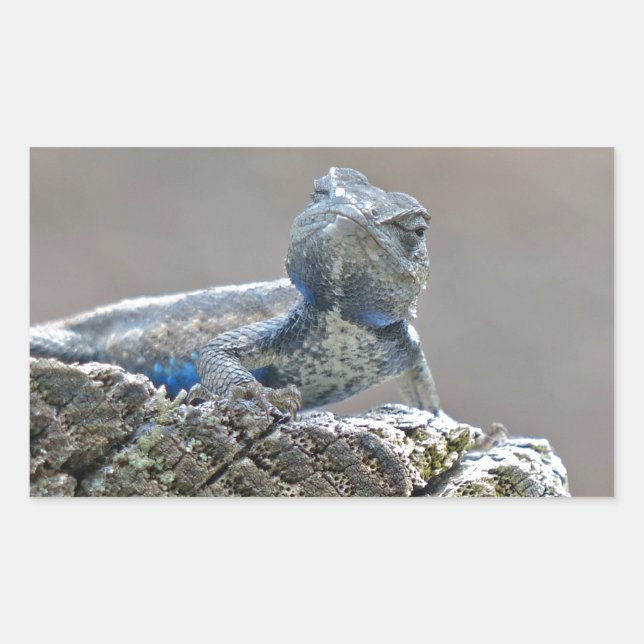 Pegatina Rectangular Belly azul lagarto (Anverso)