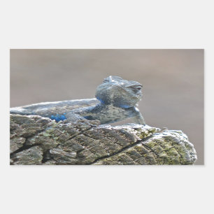Pegatina Rectangular Belly azul lagarto