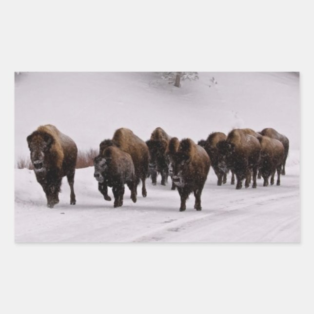 Pegatina Rectangular Bison in Winter (Anverso)