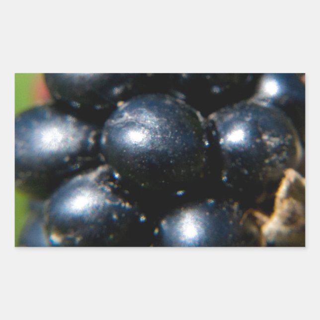 Pegatina Rectangular Blackberries (Anverso)