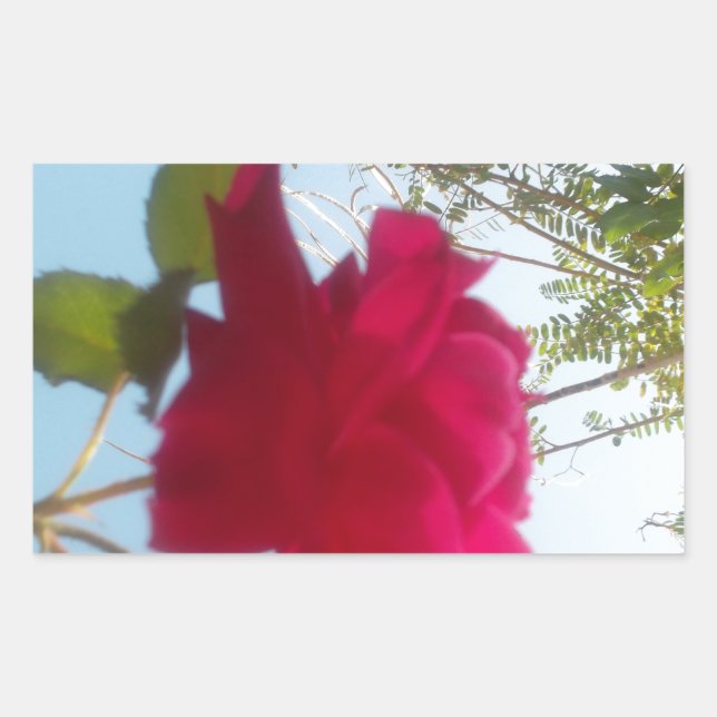 Pegatina Rectangular Bloom celestial: Un Rosa contra el cielo (Anverso)