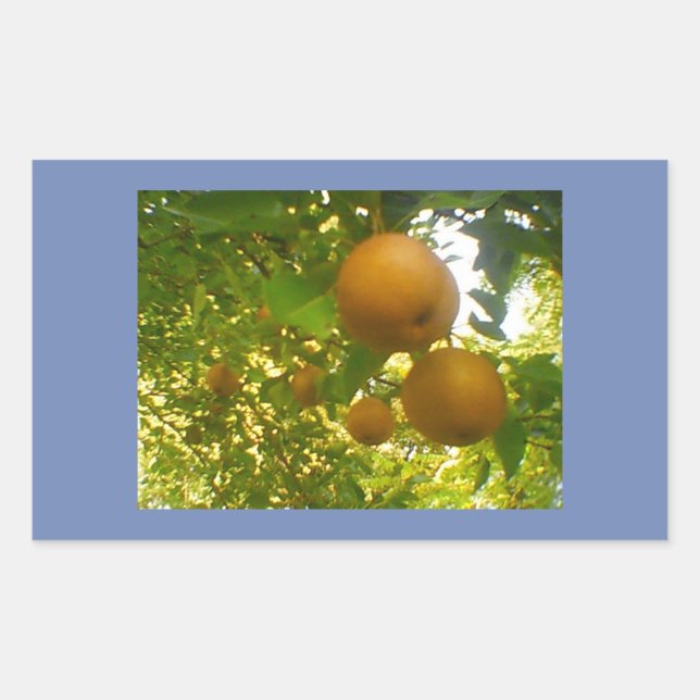 Pegatina Rectangular Bloques de Pear (Anverso)