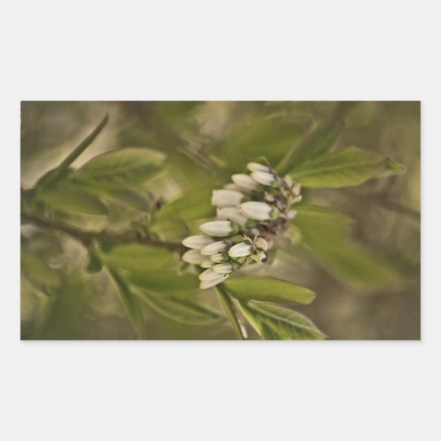 Pegatina Rectangular Blueberry 585 (Anverso)