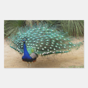 Pegatina Rectangular Bonito Peacock