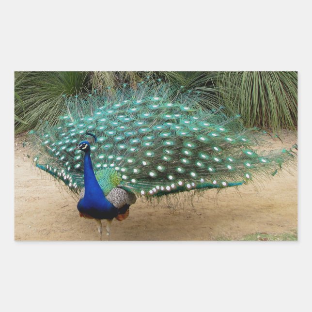 Pegatina Rectangular Bonito Peacock (Anverso)