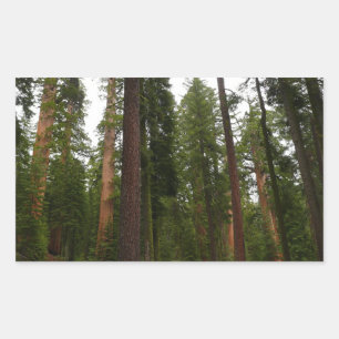 Pegatina Rectangular Bosque Mariposa en el Parque Nacional Yosemite