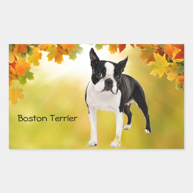 Pegatina Rectangular Boston Terrier blanco y negro (Anverso)