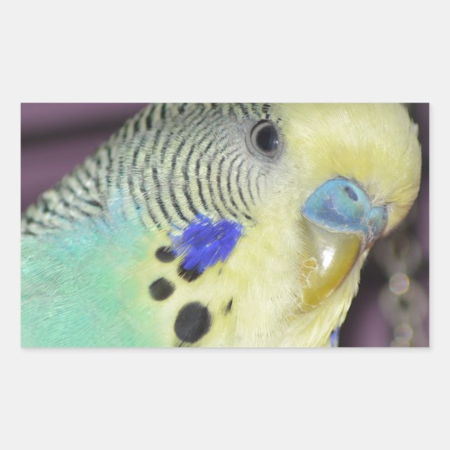 Pegatina Rectangular Budgie/ Parakeet masculino (Anverso)