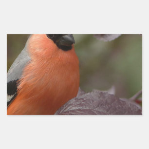 Pegatina Rectangular Bull Finch