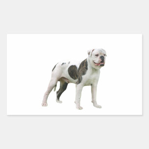 Pegatina Rectangular Bulldog americano - Marrón-Blanco