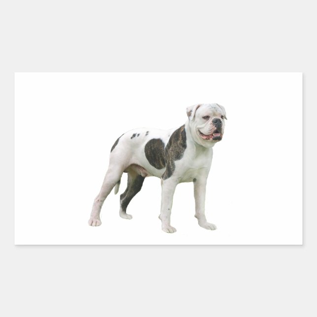 Pegatina Rectangular Bulldog americano - Marrón-Blanco (Anverso)