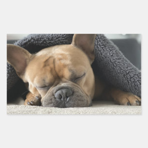 Pegatina Rectangular bulldog francés bajo manta