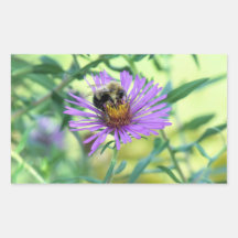Bumblebee en Purple Daisy