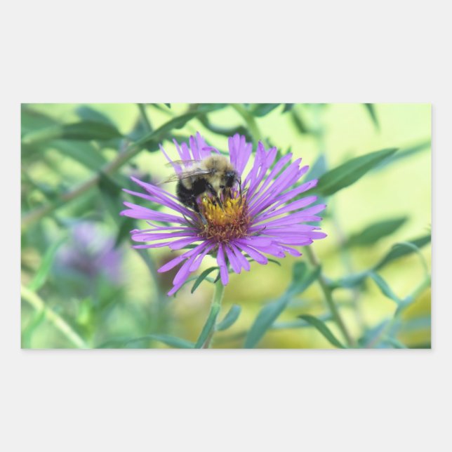 Pegatina Rectangular Bumblebee en Purple Daisy (Anverso)