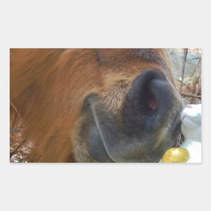 Pegatina Rectangular Bunny de Pascua y caballo marrón