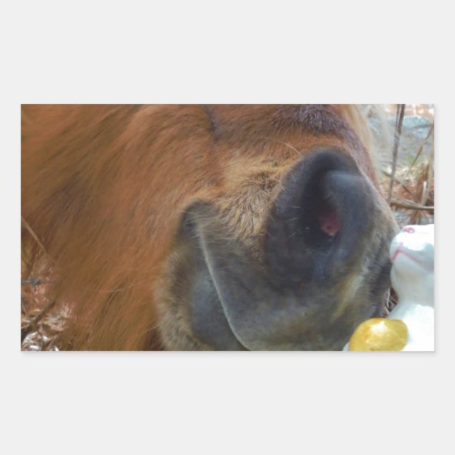 Pegatina Rectangular Bunny de Pascua y caballo marrón (Anverso)