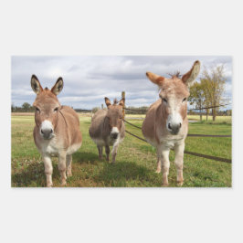 Pegatina Rectangular Burro tres